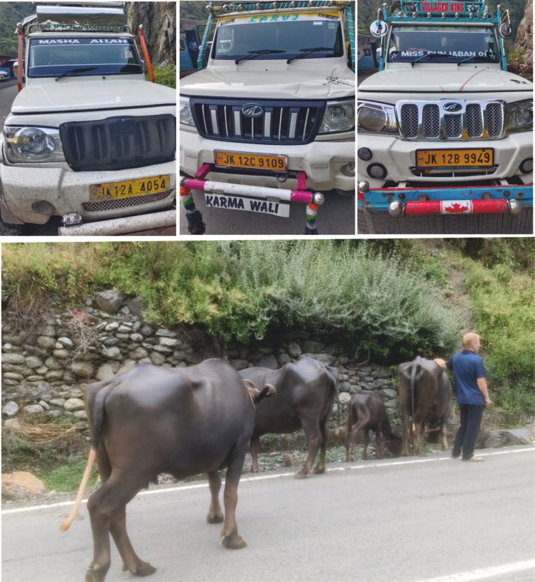 Poonch Police Crack Down on Illegal Bovine Transportation; 21 Bovines Rescued
